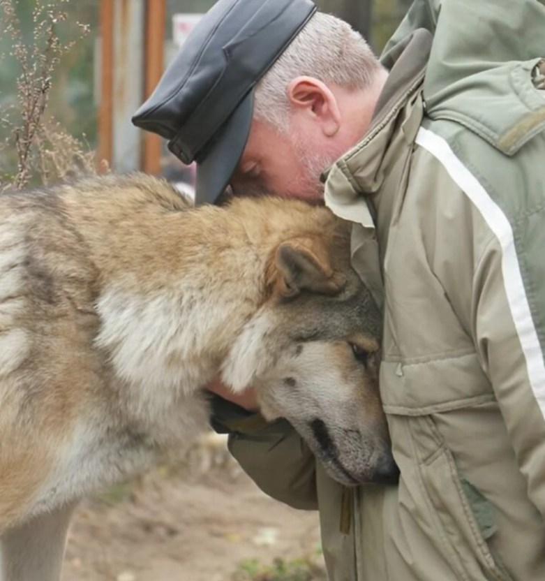 Wilczyca przyszła do wioski po jedzenie, a leśniczy jej pomógł