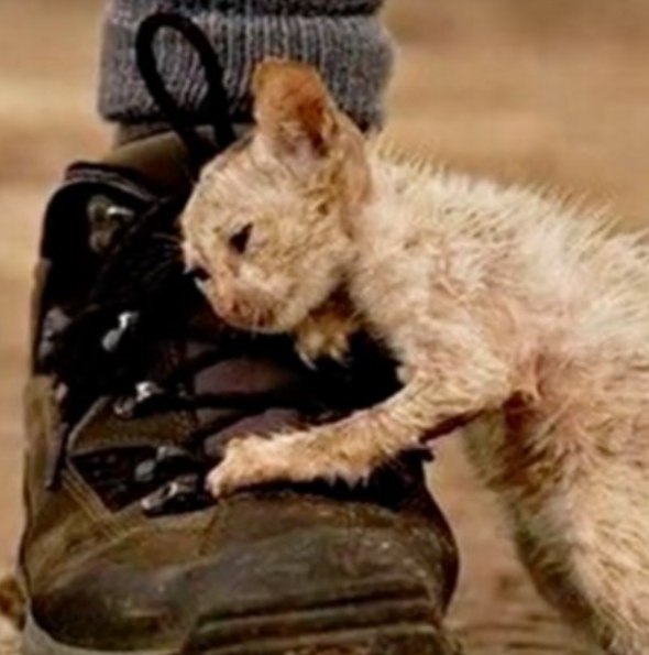 „Ale brzydki”, „Co to do cholery jest?!” — to były pierwsze słowa, które ludzie zwykle mówili, gdy spotykali Ugliego. ..